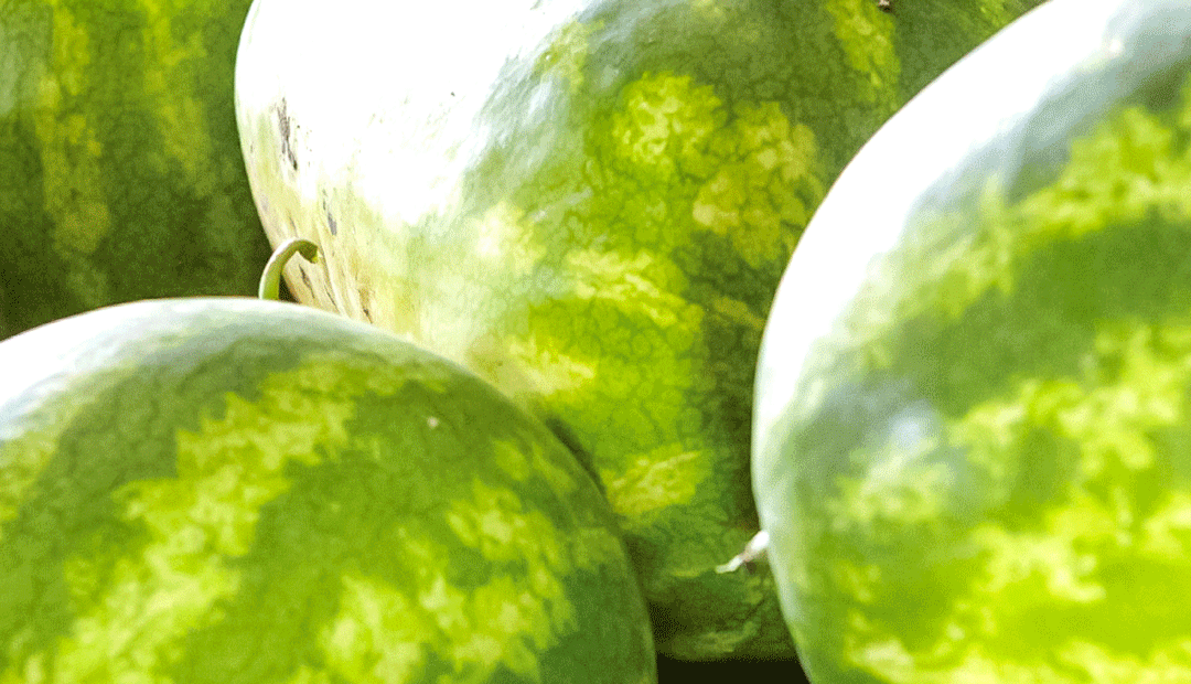 From farm to table, Cedar Creek Gardens grows local produce
