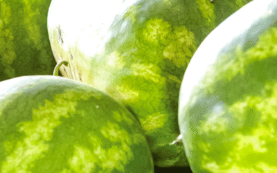 From farm to table, Cedar Creek Gardens grows local produce