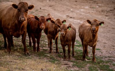 Hot Springs Couple Raise Dexters for Beef & Breeding
