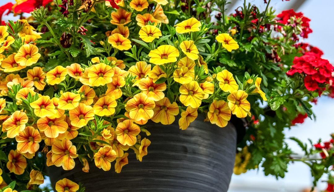 Greenhouse cultivates color, community, and connection