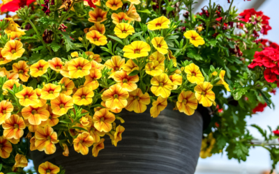 Greenhouse cultivates color, community, and connection